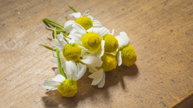 ジャーマンカモミールとローマンカモミールの違い 生理機能を整える優しいハーブ Herb Labo