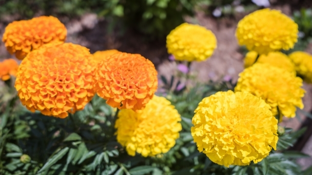 サフランはなぜ高いの ハーブティーの効果 効能 Hotch Potch News Labo