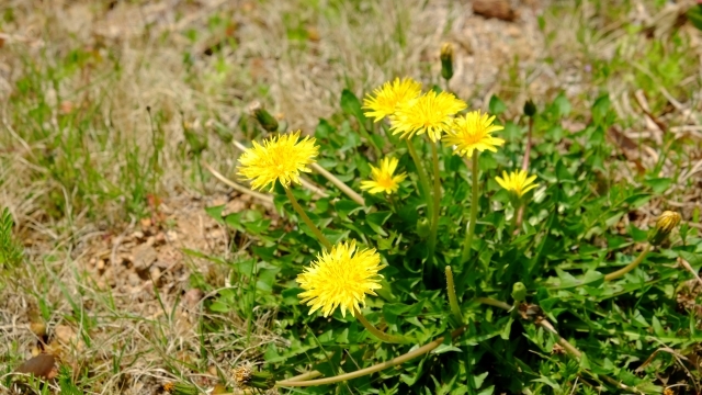 タンポポコーヒーの作り方 ダンデライオンルートの効果 効能 Herb Labo